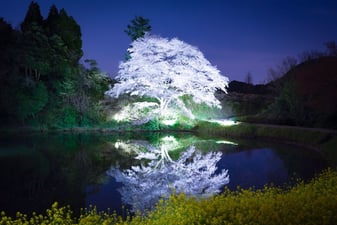 写真　ライトアップされた木
